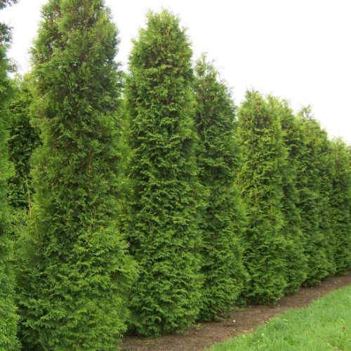 Thuja plicata Martin - Western Red Cedar