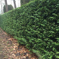Thuja plicata atrovirens - Western Red Cedar Pot | 9cm / 0.75-1ft / Young plant