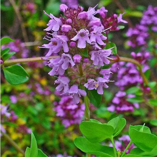 Thyme, Wild - Future Forests