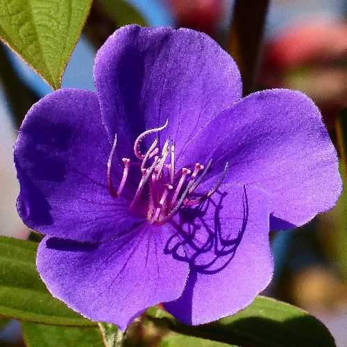 Tibouchina urvilleana - Future Forests