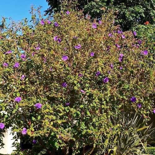 Tibouchina urvilleana - Future Forests