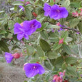 Tibouchina urvilleana - Future Forests