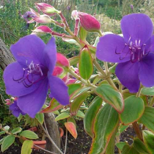 Tibouchina urvilleana - Future Forests