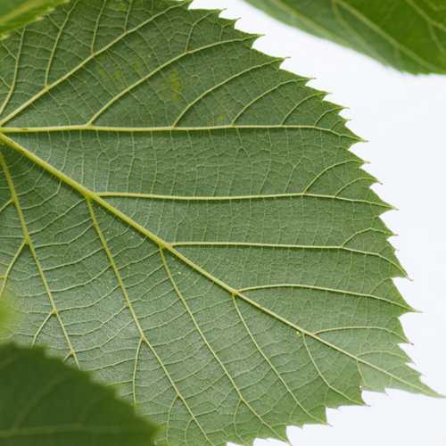 Tilia americana American Sentry - Future Forests