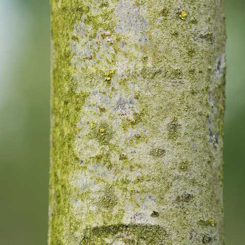 Tilia americana American Sentry - Future Forests