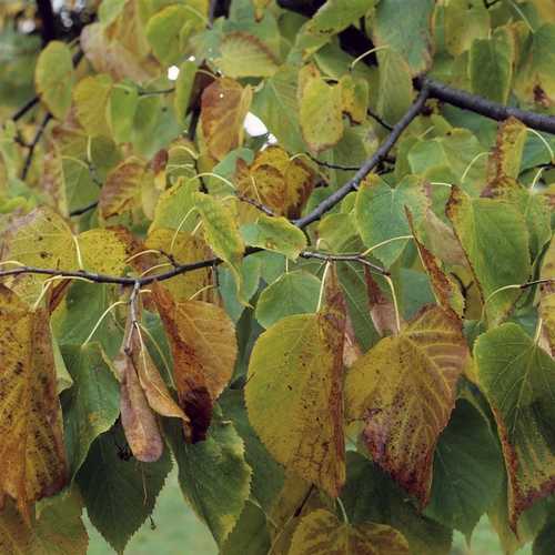 Tilia americana American Sentry - Future Forests