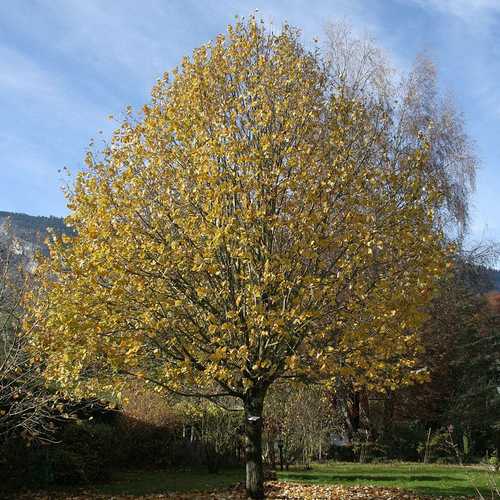 Tilia cordata - Small Leafed Lime - Future Forests