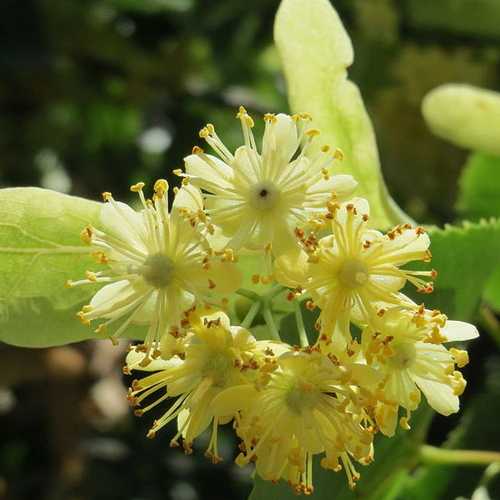 Tilia cordata - Small Leafed Lime - Future Forests