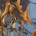 Tilia cordata - Small leaved Lime 5-6ft Bareroot