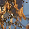 Tilia cordata - Small leaved Lime 2-3ft Bareroot