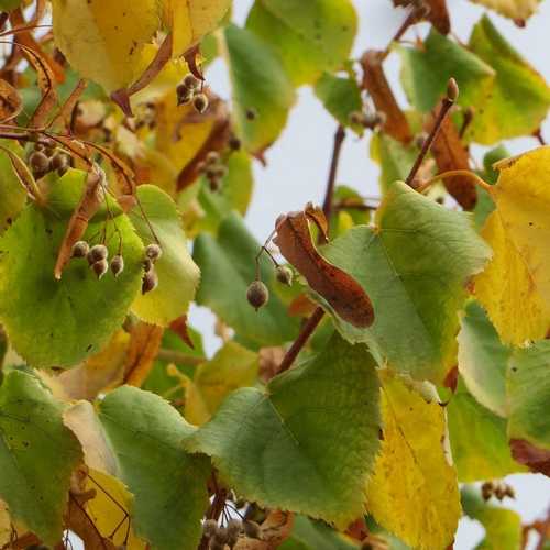 Tilia cordata Green Spire - Future Forests