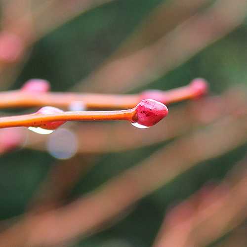 Tilia cordata Winter Orange - Future Forests