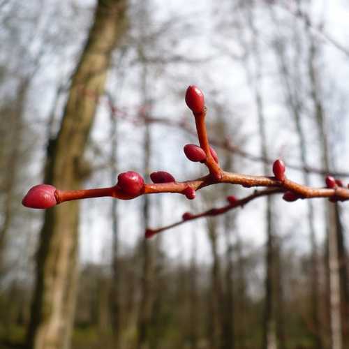 Tilia cordata Winter Orange - Future Forests