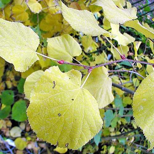 Tilia cordata Winter Orange - Future Forests