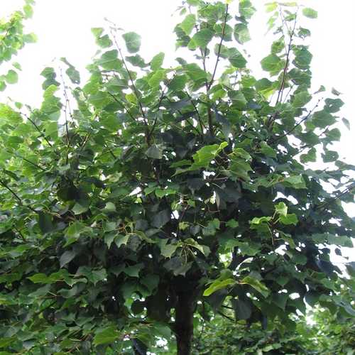 Tilia cordata Winter Orange - Future Forests