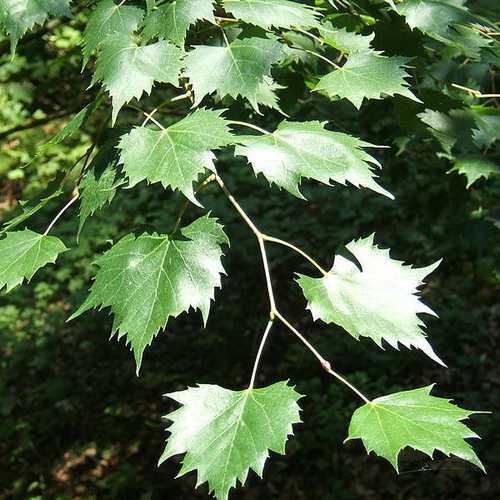 Tilia mongolica - Future Forests