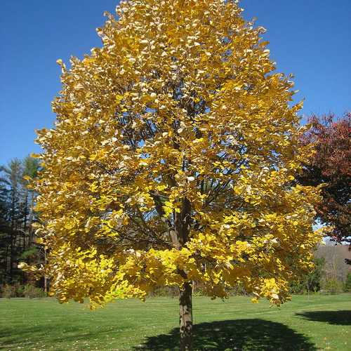 Tilia petiolaris - Weeping Lime - Future Forests