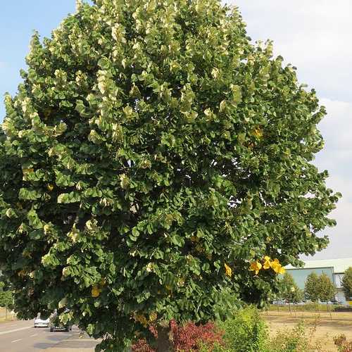 Tilia petiolaris - Weeping Lime - Future Forests