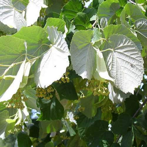 Tilia petiolaris - Weeping Lime - Future Forests