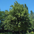 Tilia platyphyllos - Large leaved Lime Bareroot | 3-4ft