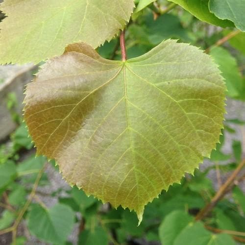 Tilia cordata - Small Leafed Lime - Future Forests