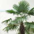 Trachycarpus fortuneii - Future Forests