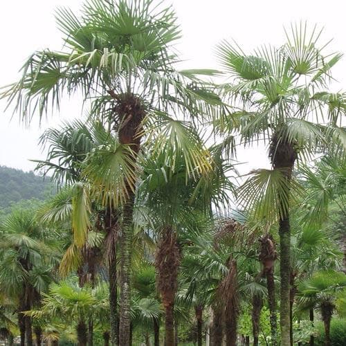 Trachycarpus fortuneii - Future Forests