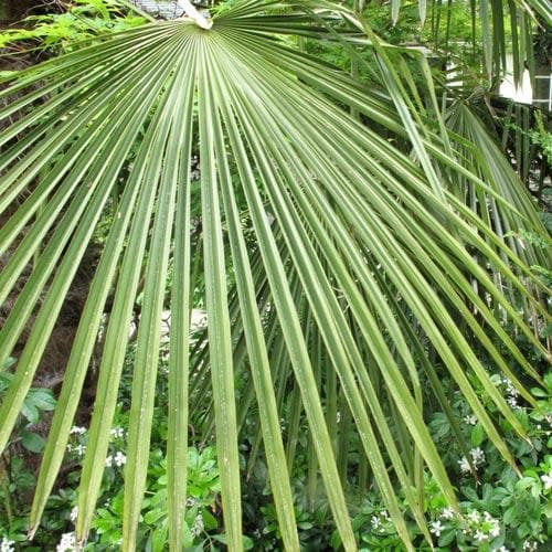 Trachycarpus fortuneii - Future Forests