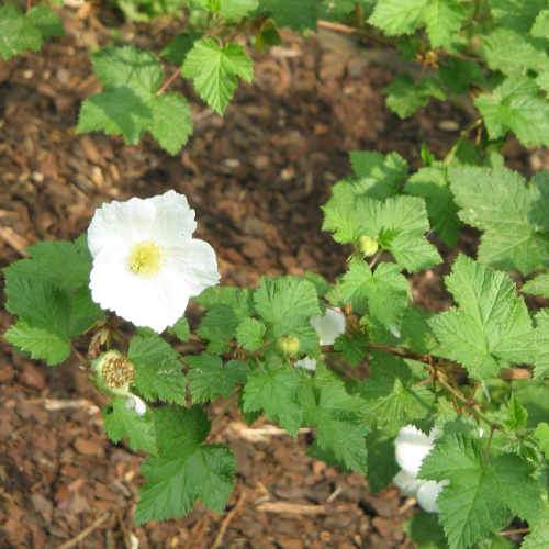 Rubus Benenden