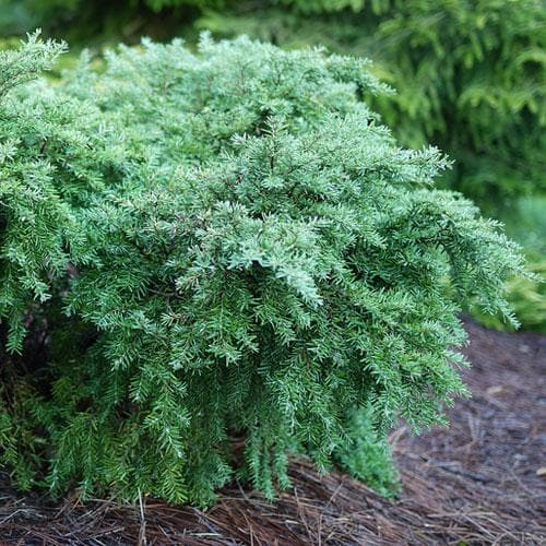 Tsuga canadensis Jeddeloh - Future Forests