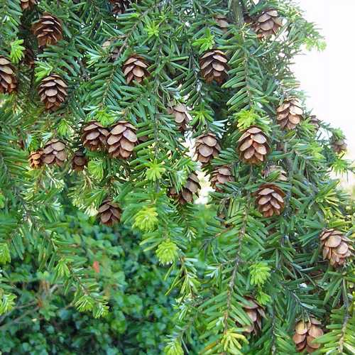 Tsuga heterophylla - Western Hemlock - Future Forests