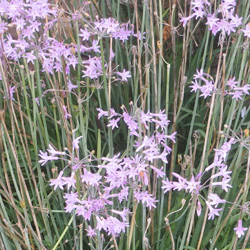 Tulbaghia violacea