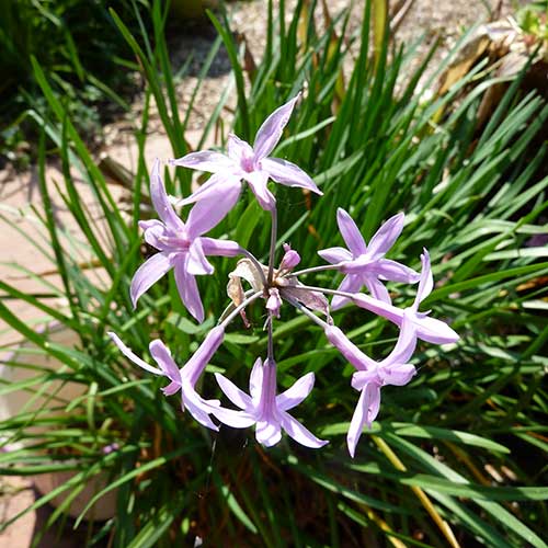 Tulbaghia violacea