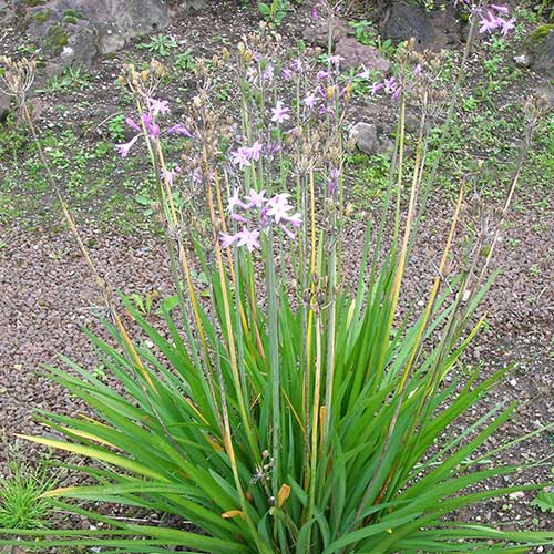 Tulbaghia violacea