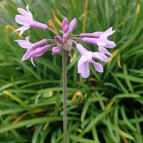 Tulbaghia violacea