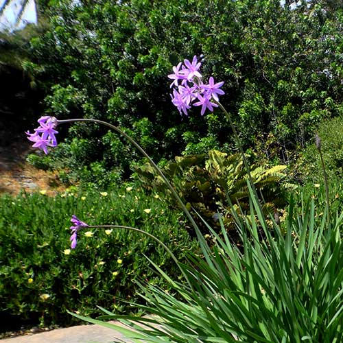 Tulbaghia violacea