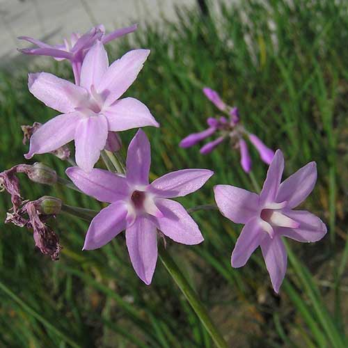 Tulbaghia violacea