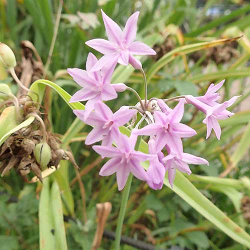 Tulbaghia violacea