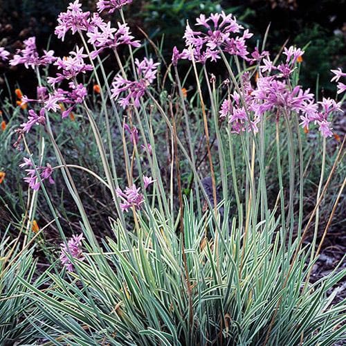 Tulbaghia violacea Variegata