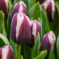 Tulip Alexander Pushkin