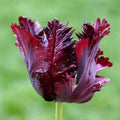 Tulip Black Parrot