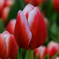 Tulip Leen Van de Mark