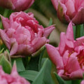 Tulip Mamma Mia - Double