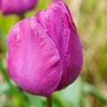 Tulip Negrita