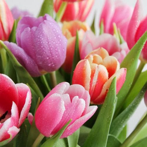 Tulip Apollo - Mixed varieties - Future Forests