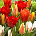 Tulip Mixed Dwarf Varieties - Future Forests