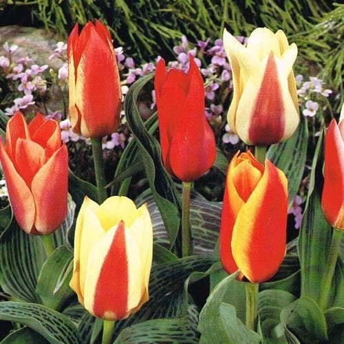 Tulip Mixed Dwarf Varieties - Future Forests