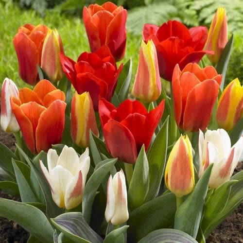 Tulip Mixed Dwarf Varieties - Future Forests