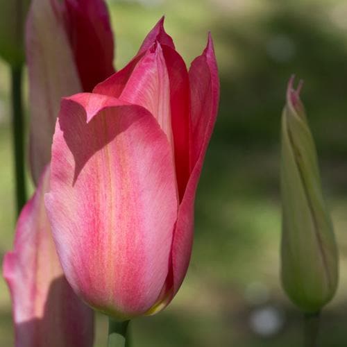 Tulip Mariette - Future Forests