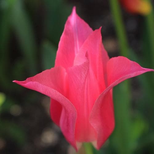 Tulip Mariette - Future Forests